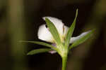 Coastal rose gentian